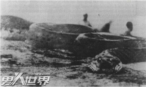 1936年,江苏射阳发现巨蛇事件是真是假?(1936年江苏巨蛇)