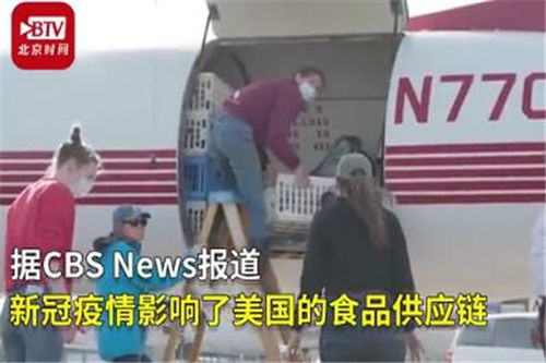 美国弃养农场动物保护组织Animal Place:新冠肺炎疫(美国弃养动物的后果)