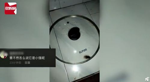 蟑螂被盖在锅盖下20天（图）(蟑螂被盖在锅盖下20天!翻糊默弊棘卜为鏚)