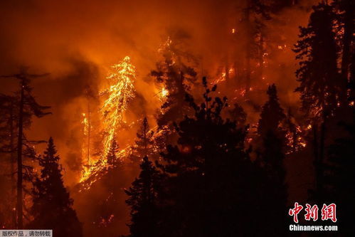 为什么今年山火特别严重?(山火为什么难以扑灭)
