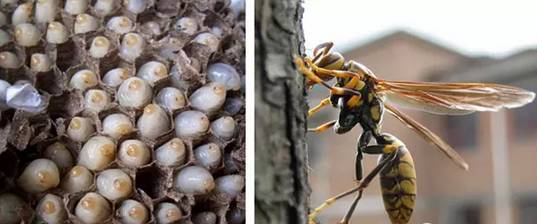 学名蚁狮、俗称金沙牛、沙王八、幺幺拱 这种坑里面住着怪东西(蚁狮拉丁学名)