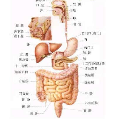 人体内脏器官结构位置分图布详解(人体内脏器官结构简笔画)