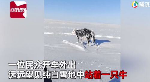 男子冒着零下30度低温开车出去,发现一头乳牛一动不动(男子零下50度)