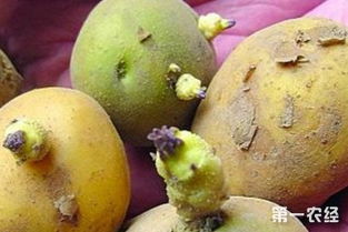 达利园疑用发芽土豆（图）(达利园疑用发芽土豆)