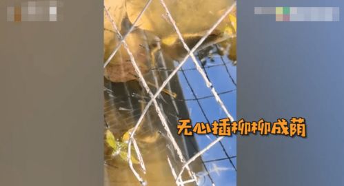 福建男子把鲶鱼忘水缸里一直没喂食，一年后才想起来这回事，再去看时水里一幕让他当场惊了。