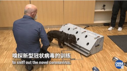 德国称两只嗅探犬能以94%的准确率识别新冠肺炎患者(德国称两只嗅探犬能识别新冠患者)