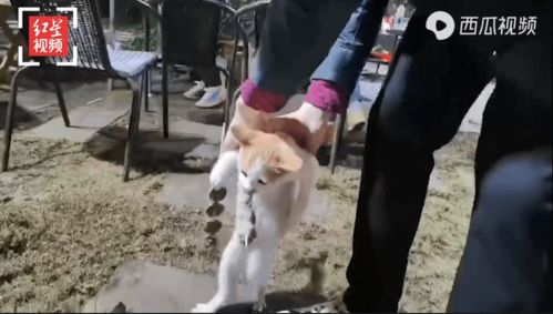 流浪猫偷吃客人烤串：嘴里叼“手”里拿，被抓现场曝光路人笑翻！(流浪猫钻进家偷吃全部杀死)
