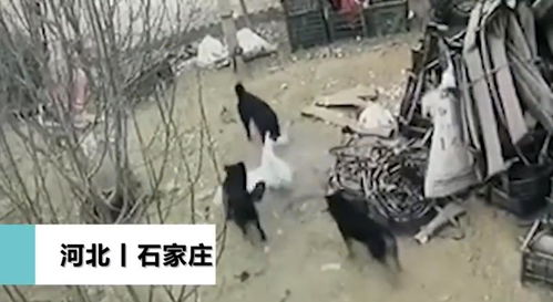 四只黑狗围攻一只大鹅,翻盘(四眼黑狗多少钱一只)