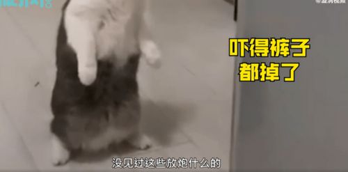 猫咪满脸好奇站着看烟花 主人:没见过放烟花