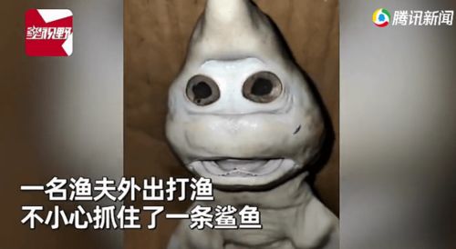 渔夫捞上鲨鱼后宰杀 竟在鱼腹中发现极其罕见一幕