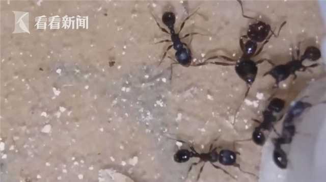 钓鱼时不小心被蚂蚁咬了,导致呼吸困难过敏性休克,被紧急送往医(不小心点了钓鱼链接怎么办)