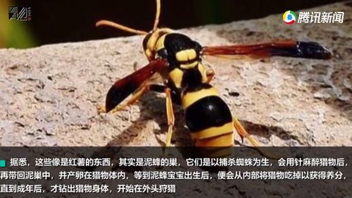 女子家墙壁上长出7颗红薯 网友一看照片吓得狂劝她搬家（图）