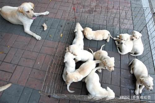 女性中毒被狗唤醒 北京时间