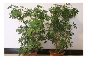 发财树越养越穷,原来这几个地方摆错了,很多人却不知道!图(发财树怎么越养越小)