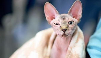 无毛猫爱好者认为斯芬克斯猫是最罕见的猫,非常珍贵,让人忍不住