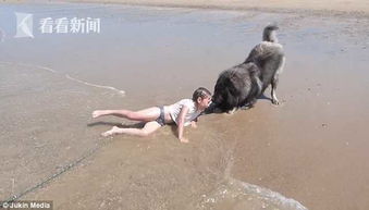 女童海边玩水险被浪头卷走 大狗一口叼住拖回岸边（视频）