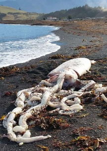 新西兰海边现4米长乌贼（图）(靠近新西兰的海边国家)