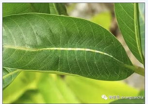 你能一眼就找到每张照片中的伪装大师吗?