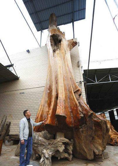 世界最大：树龄4300年金丝楠木 重16吨价值超千万（图）(世界树龄最大的树)