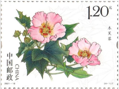 《芙蓉诀》历史真实故事：木芙蓉是哪个朝代的人？