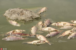德国高温:6吨死鱼浮在水面（图）(德国小蠊怕高温吗)