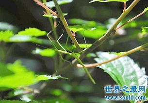 世界上十大体型最大的昆虫排行：竹节虫，竹节鞭居首(世界上十大体型最大的动物)