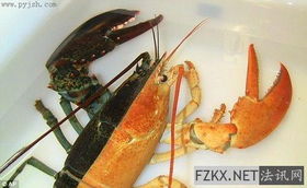罕见橙色蓝纹龙虾（Calico lobster） 捕获机率仅3千万分之一！