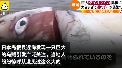 日本近海惊现3米长巨大乌贼 网友担心“天地异变”（视频）(日本千叶近海)