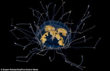 深海很奇怪外星生物:就像一只被切掉头的鸡在游泳