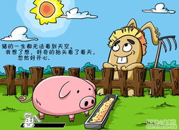 猪的一生都无法看到天空（图）