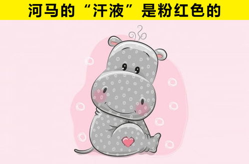 河马的汗水是红色的(河马汗水为什么是红色的)
