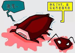 即使没有头,小强依然可以存活10天（图）(小强没有头能活几天)