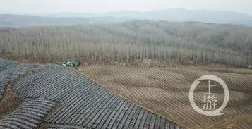 6000亩林地涉嫌毁林种人参