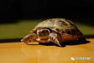 牧羊犬被巨大的乌龟堵在洞里 生菜救场