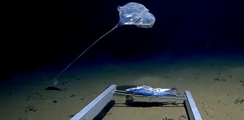 印度洋怪异生物：7千米发现深海怪物 形似伞兵还发蓝光(十大怪异生物)