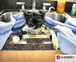 为什么马开怀大笑? 有时我们会看到马这样笑 例如,我们的小黑