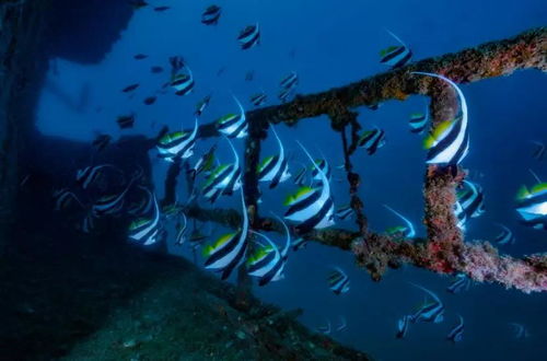 费拉迪事件究竟是怎么回事？ 钓着鱼遭遇海底基地高智慧生物(费拉迪事件原文)