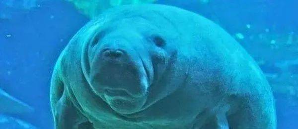 世界上最惨的生物,从发现到灭绝只用了27年,只因为太好吃了(世界上最惨的女人)
