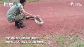 眼镜蛇挡路吓坏众人 弟弟一个动作生擒(现场)(梦见两条眼镜蛇挡路)