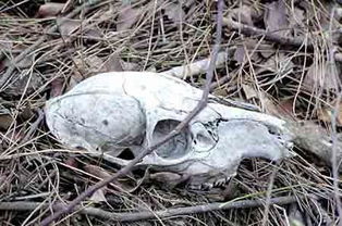 世界十大死亡禁地:印尼恐怖爪哇谷洞吃人真相(最危险的世界十大禁地)