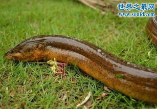 湖州长兴36斤重的巨型野生鳗鱼照片曝光