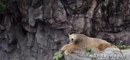 悲伤的北极熊该怎么办:全球变暖冰川融化(最悲伤的北极熊)