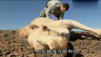 被蜥蜴吃掉生存的人 荒野生存提姆被巨蜥吃掉了