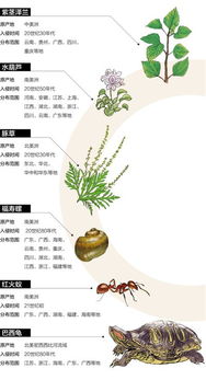 中国十大外来物种入侵名单(中国十大外来物种有哪些)
