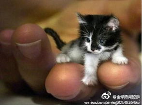 皮堡斯小猫买的秘密吗?(皮堡斯小猫哪里有卖)