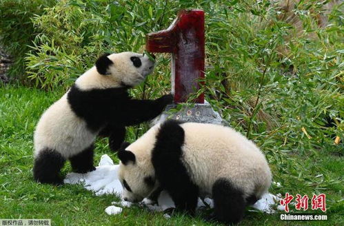 成都旅德大熊猫梦成功生下一对双胞胎(成都大熊猫基地旅)