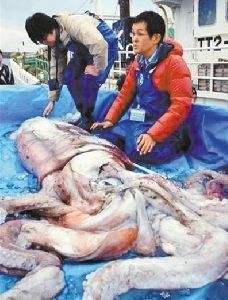 为什么地震乌贼很可怕?