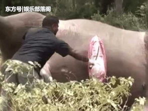 上厕所后,离奇死亡的结果使人崩溃 说个笑话(人死前上厕所)