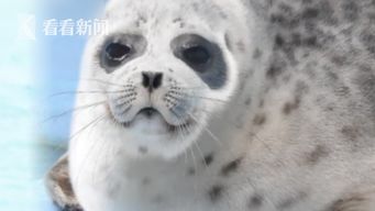 为什么pise酱会长出熊猫眼?