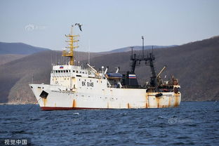 俄滨海边疆区鲸鱼监狱最后一批白鲸将被运送到日本海放生